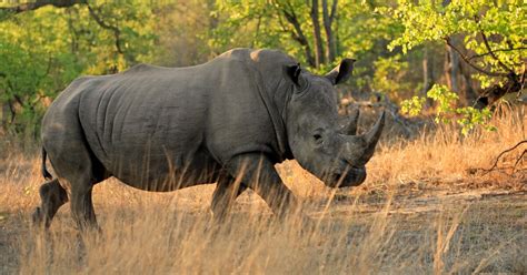 Neushoorns Minder Gestroopt In Zuid Afrika Dankzij