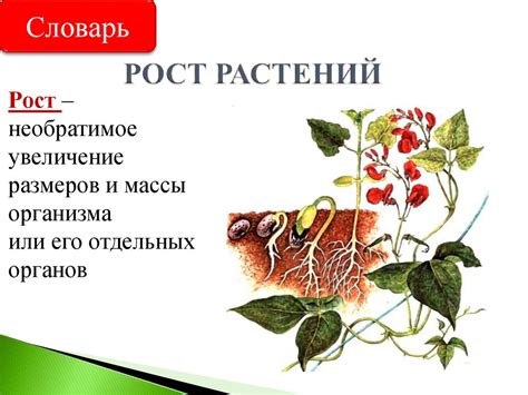 Рост и развитие растений - презентация онлайн