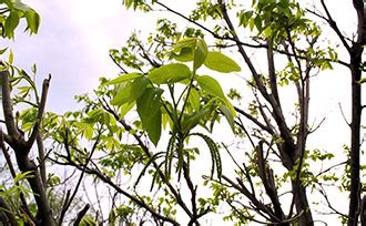 Pecan Tree Pollination in a Nutshell - Stark Bro's