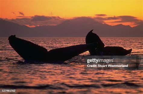 1,021 Whale Sunset Stock Photos, High-Res Pictures, and Images - Getty Images