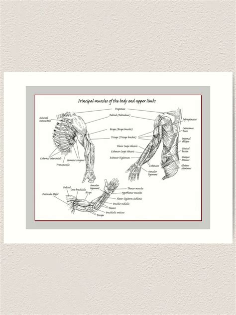 Lámina Artística Los Músculos Principales De Las Extremidades