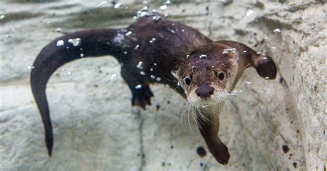 Aquarium welcomes female otter, opening door to possible breeding