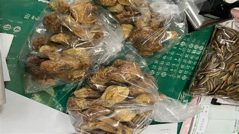 致癌「巴西蘑菇」賣光恐被吃下肚！毒物醫示警：用百年才能排出 醫藥健康 太報 Taisounds