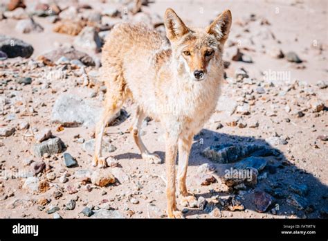 Coyotes at death valley hi-res stock photography and images - Alamy