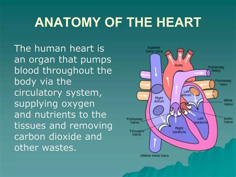 Which Organ Is Part Of The Cardiorespiratory System 4