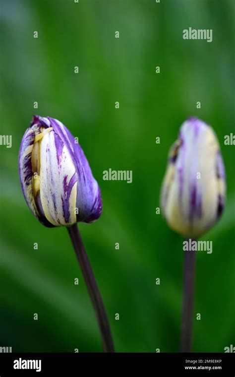 Tulipa Rembrandt 1915tulip Rembrandt 1915rembrandt Tulipenglish