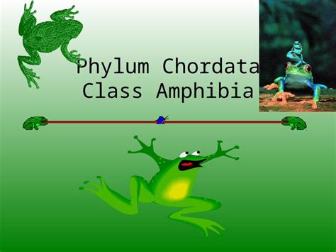 Ppt Phylum Chordata Class Amphibia 1class Amphibia A Lay Eggs In