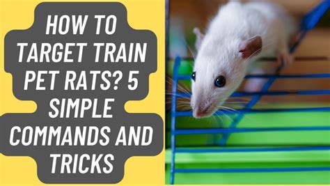 How To Target Train Pet Rats? 5 Simple Commands and Tricks – Basic Rodents