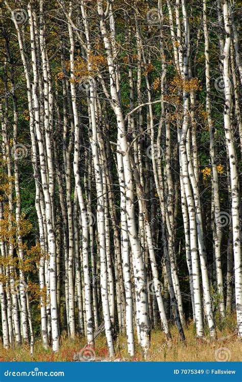 Bosque Del álamo Temblón Del Otoño Imagen de archivo Imagen de