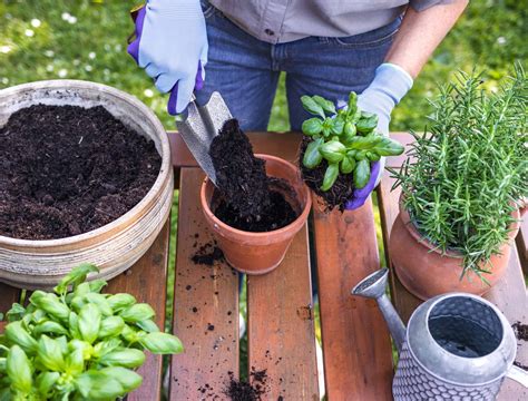 The Best Potting Soil For Herbs - Backyard Boss