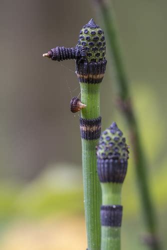 Ca A Carricillo Plantas Silvestres En La Ciudad Inaturalist