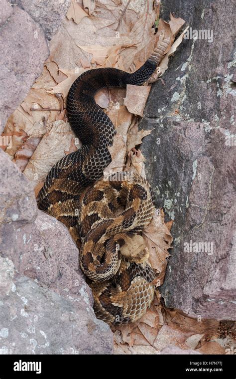 Timber Rattlesnake Hi Res Stock Photography And Images Alamy