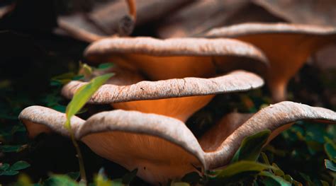 What Are The Edible Mushrooms In Texas Ethereal Gold Dispensary