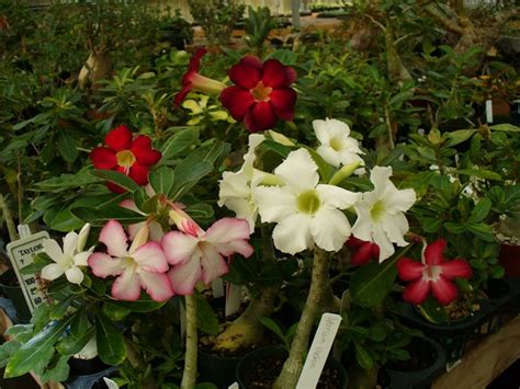 Adenium Obesum 1st Bloom Seedlings Aug09 Gregg Dechirico Flickr