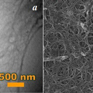 Transmission electron microscopy (TEM) (a) and field emission scanning ... 
