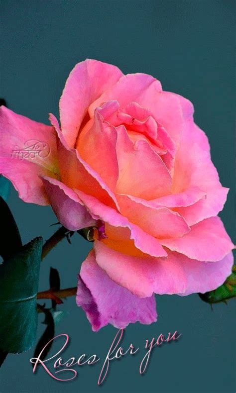 Roses for you | Beautiful roses, Flowers, Rose