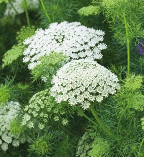 Ammi Visnaga Ammi Visnaga Casablanca Evanthia