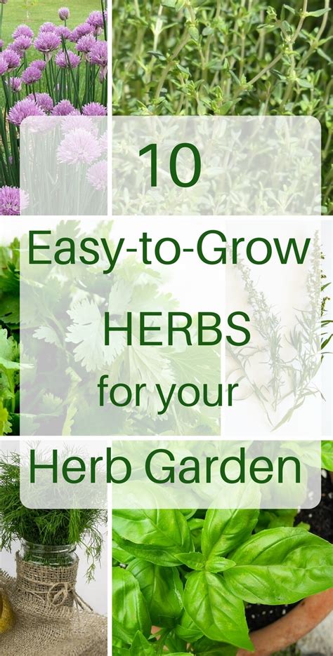 10 Herbs That Are Super Easy To Grow Natalie Linda