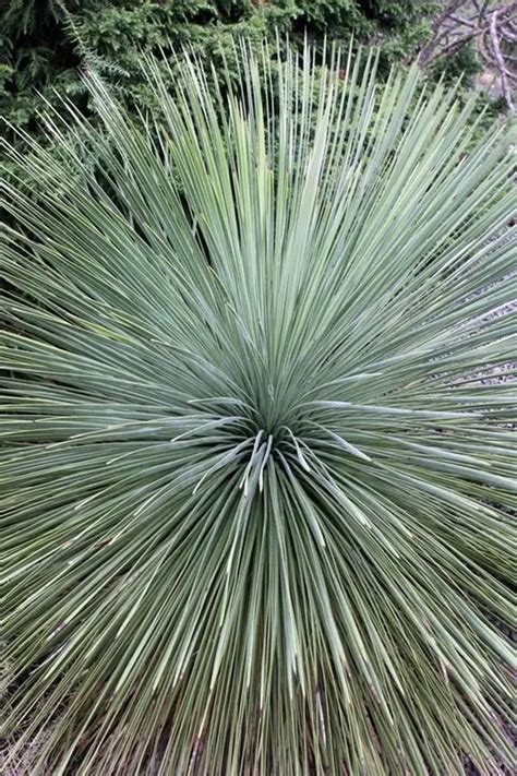 Yucca Linearifolia Yucca Linear Leaf Il Giardino Commestible