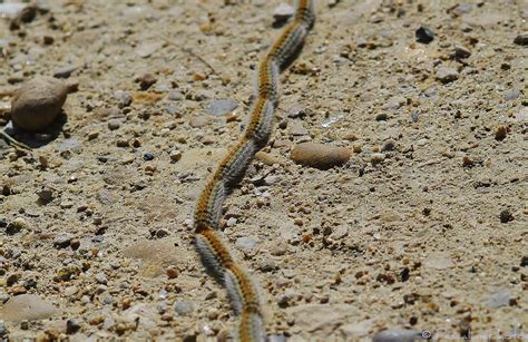 Pescalune Photo Chenille Processionnaire Du Pin Thaumetopea