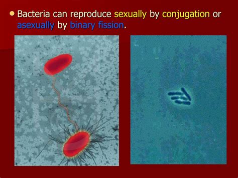 Ppt Archaebacteria And Eubacteria Powerpoint Presentation Free Download Id 9505321