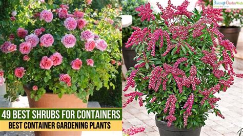 Best Shrubs For Containers Best Container Gardening Plants Youtube