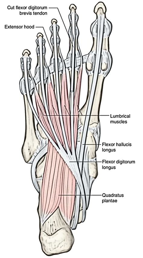 Lumbricals (Hand and Foot) – Earth's Lab