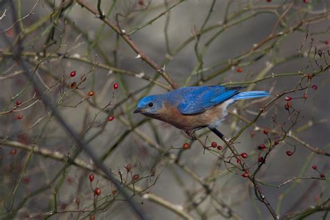 Bluebirds Eating Berries Mark Schaefer Photography