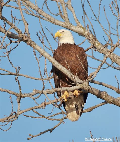 Eagle Rcwma Robert Cohee Flickr