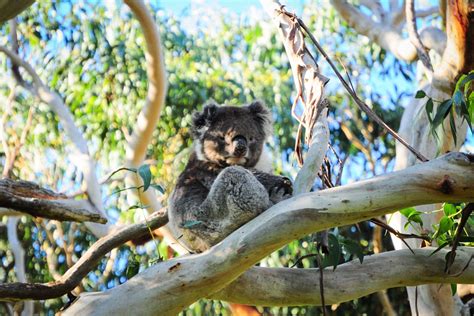 Port Stephens Koala Sanctuary The Retreat Port Stephens