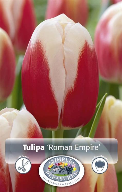 Triumftulp Roman Empire Sibullilled