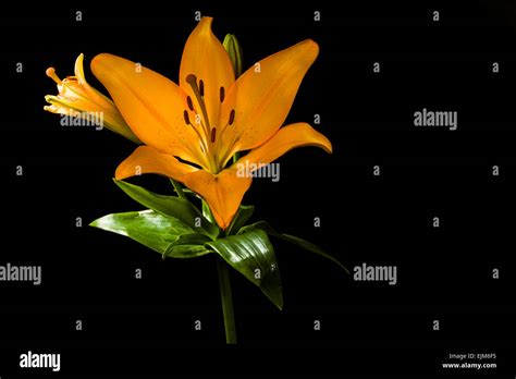 Yellow Asiatic Lily Stock Photo Alamy
