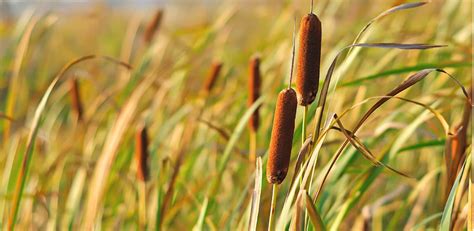 Cattail - The Flowers Express Philippines