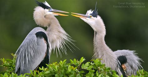 Great Blue Heron American Bird Conservancy