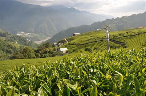 新佳陽茶葉：梨山茶葉的核心產地 廖長興茶業