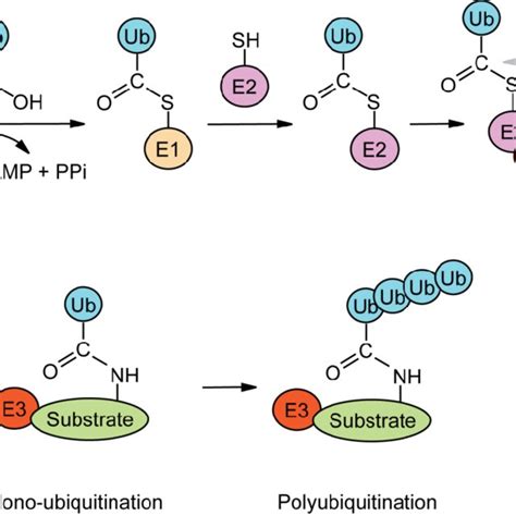 25 A Model Of RIG I Activation Through Polyubiquitin Induced