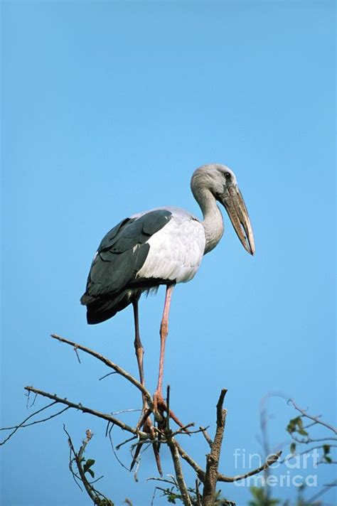 Asian Openbill Stork Photograph By Chris Hellierscience Photo Library
