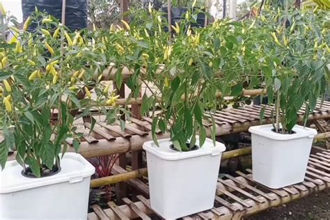 Teknik Menanam Cabe Rawit Hidroponik Langkah Mudah Untuk Hasil