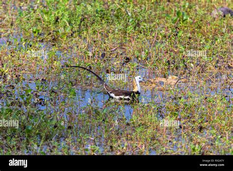 Pheasant Tailed Jacana Yala National Park Sri Lanka Stock Photo Alamy