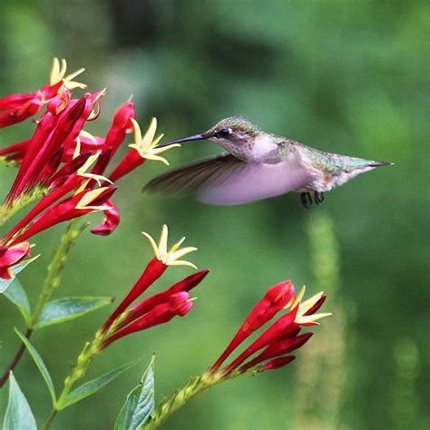 Shop Easy To Grow Perennials American Meadows