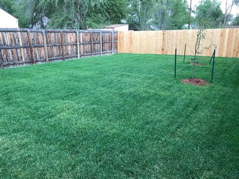 My Newly Sodded Lawn After A Cut And Fert Lawncare