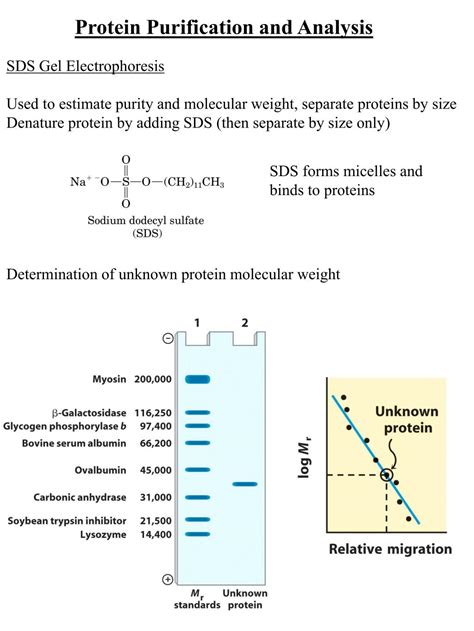 Ppt Protein Purification And Analysis Powerpoint Presentation Free Download Id 628583