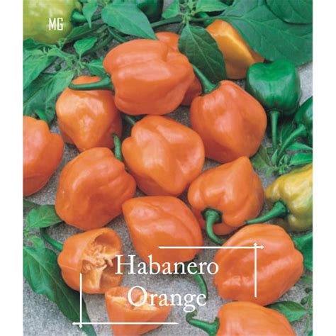 Super Chili Habanero Seeds 20 Seed Pot Friendly Tanam Pasu Benih