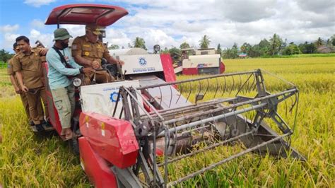 Panen Padi Sawah Pj Gubernur Waterpauw Wujudkan Manokwari Lumbung