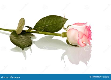 Pink Rose On Stem With Leaves Isolated On White Side View Stock Image