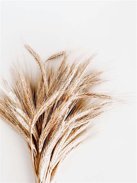 Dry Grass Photos Download The Best Free Dry Grass Stock Photos And Hd Images