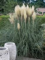 Stauden Stade Versand Shop Cortaderia Selloana Pumila Kleines