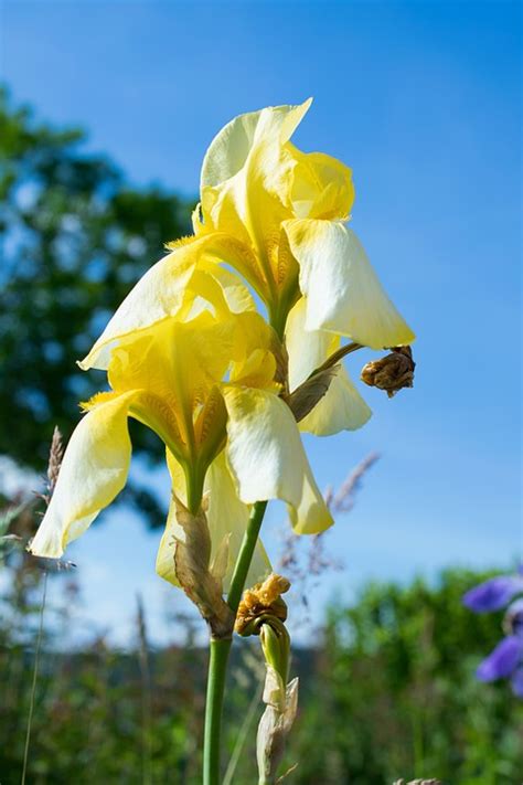 Iris Lirio Espada Flor Foto Gratis En Pixabay Pixabay