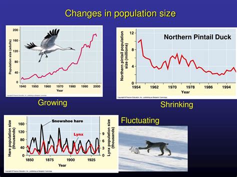 Ppt Population Ecology Powerpoint Presentation Free Download Id560806