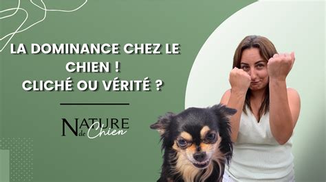 La Dominance Chez Le Chien Youtube